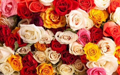 Фотообои в гостиную Разноцветные розы