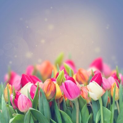 Фотообои Нежность тюльпанов