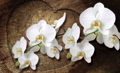 Фотообои Ветка белой орхидеи